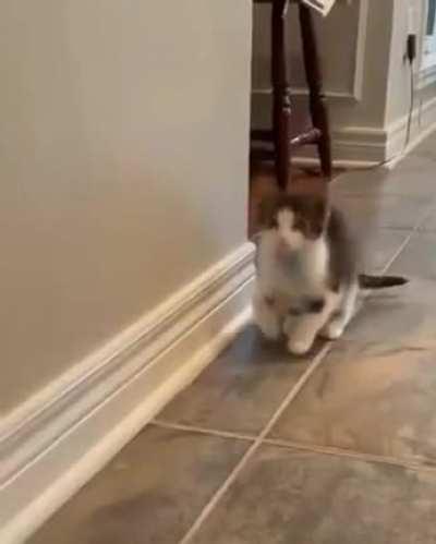 he forgot he is a cat