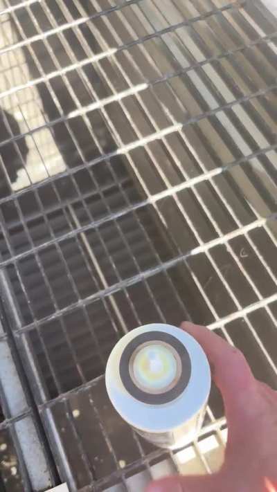 Found one at work today