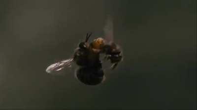 Эякуляция трутня настолько сильна, что его эндофаллос разрывается и остаётся внутри матки, а сам он мгновенно умирает. Да, трутень только для этого и предназначен *шутка про плохо кончил*