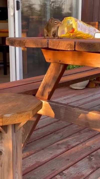 My mom sent this to me, this is her new friend Merle the Squirrel