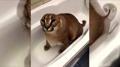 his metamorphosis begins