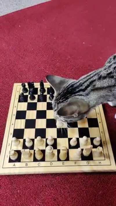 CAT (2600) RESIGNS AFTER 1.E4