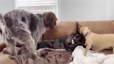 What is wrong with all of these dogs?