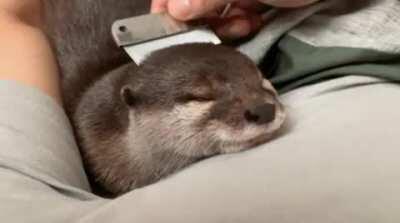 Fine, I’ll post more otters