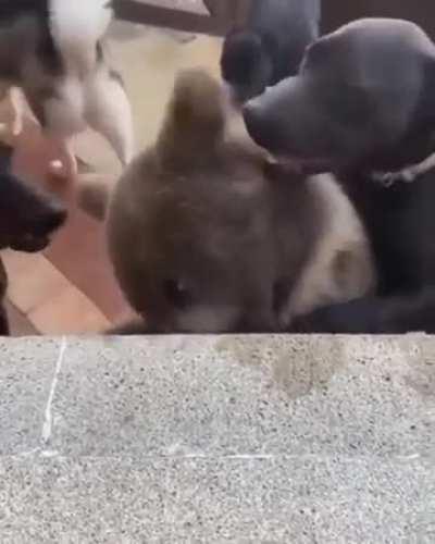 Who's gonna tell him he's not a dog