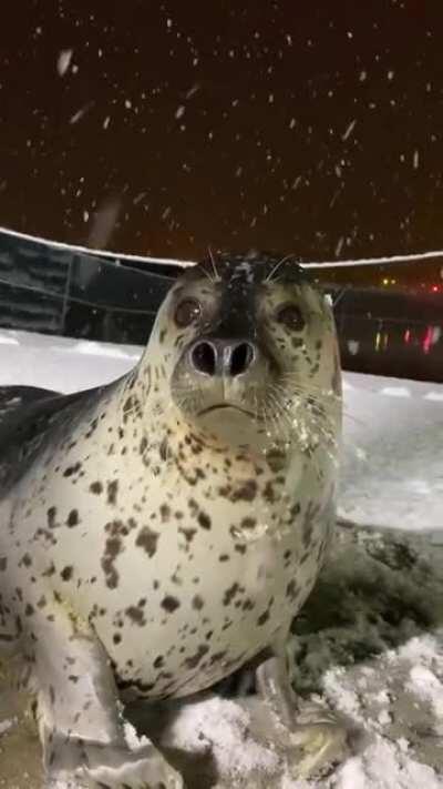 Seal and snow