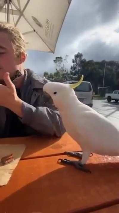 Thanks for buying lunch, but I got to fly.