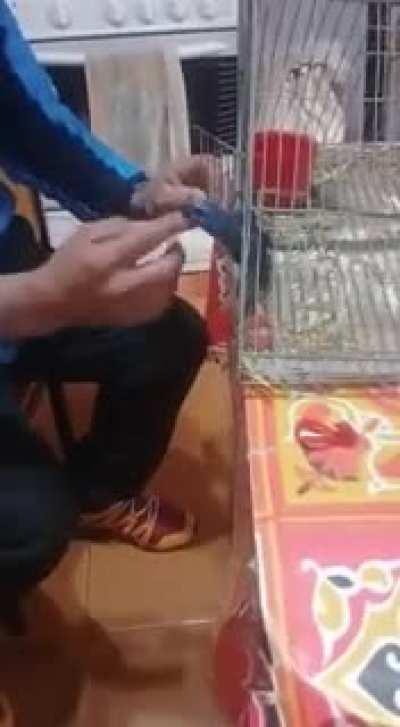 Letting a bird out while a cat is around