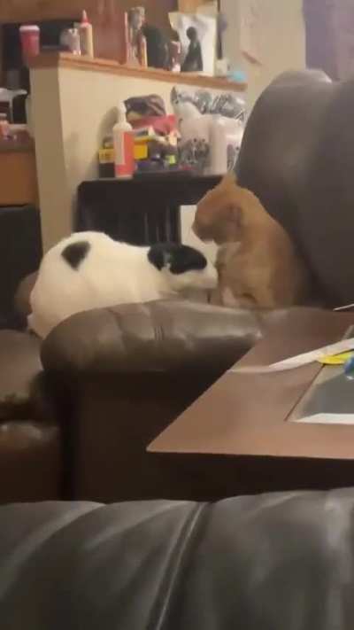 Beautiful fany cats videos..