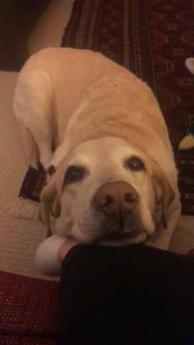 This is Bella. She’ll rest her head on your leg and wiggle to get your attention until you pet her. 12/10 sweetest idiot ever