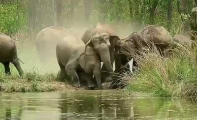 The moment a baby elephant falls into the water and the whole herd goes into rescue mode.