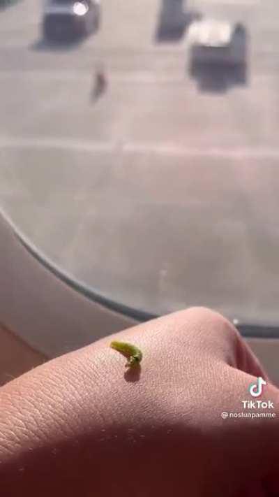 The adventures of Gus the caterpillar