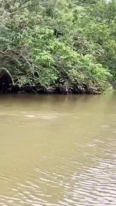 Large saltie from the Nilwala river