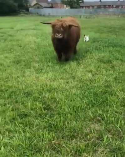 A very playful Highland Bull.