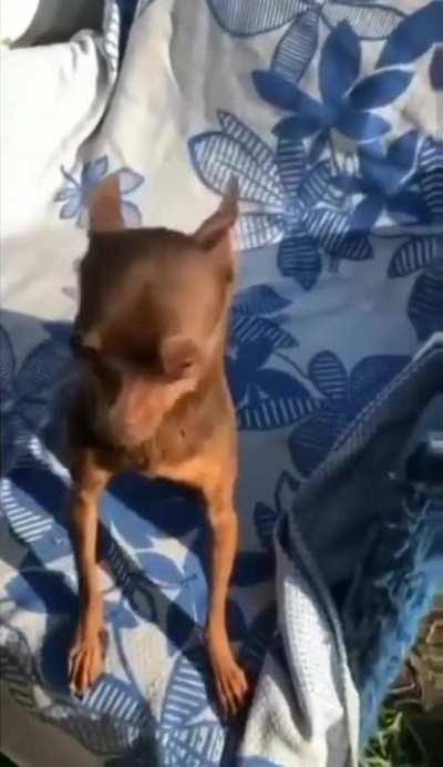 Thanks, I hate howling