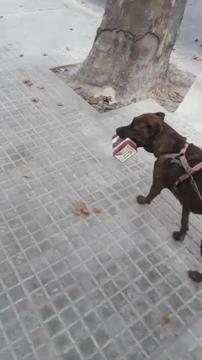 Perra montevideana feliz con su Faisán rosado moscatel, caminando por 8 de octubre.