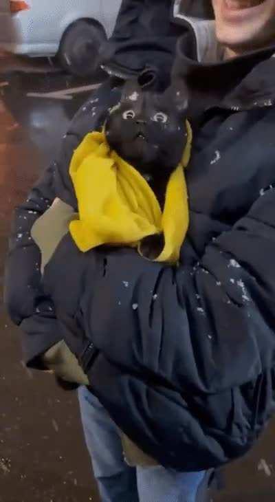 Kitty saw snow for the first time