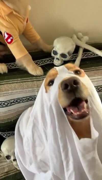 Ghostpuppers!