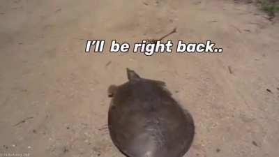 That turtle ripped me off