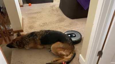 I was wondering why my Roomba wasn’t going as long as usual! Road block!