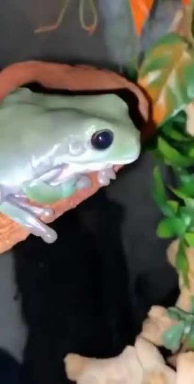 WCGW Messing with a frog.