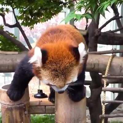 Red Panda high five