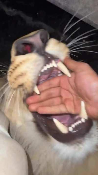 Would you stick your hand in a lion's mouth?