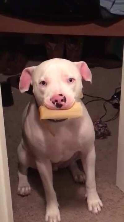 Only people with hispanic moms will understand how his dog is feeling