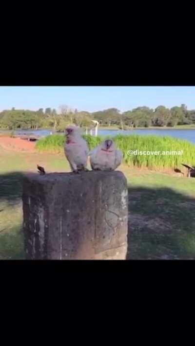 Mom give me food. mommm... mmMMOOMMMMM!