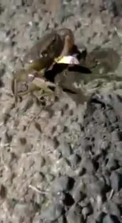 Crab smoking somewhere in India