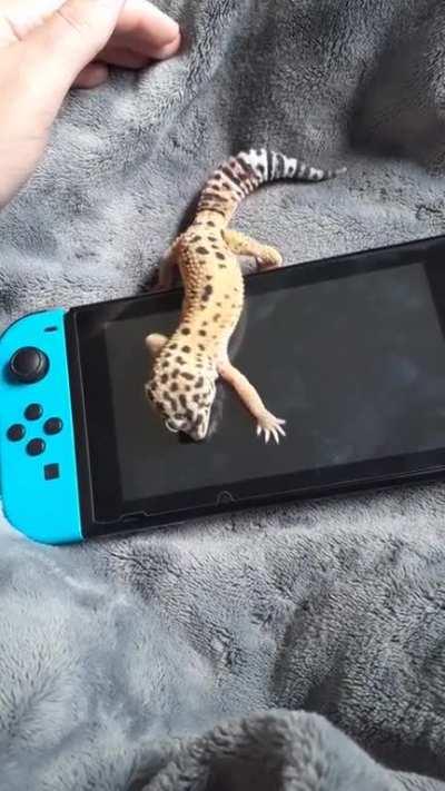 Meet my dramatic geck, Cheeto.