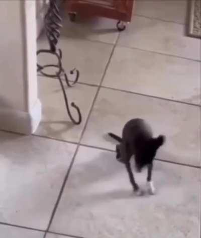 Апчихуахуа