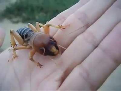 Potato bug