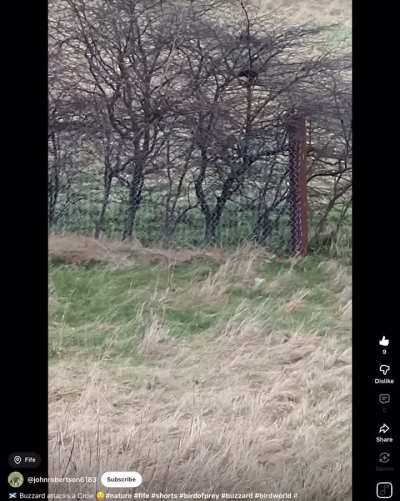 Common buzzard pounces on a carrion crow that it had cornered inside a dense thicket. Crow makes a lucky escape.