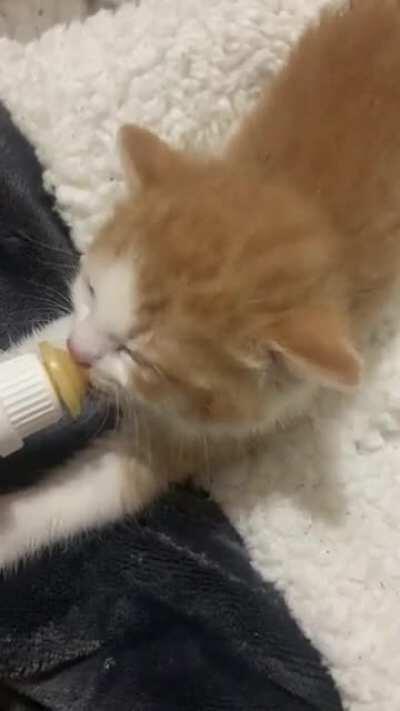3 week old kitten about to go to prison for unlawfully cute ear wiggles