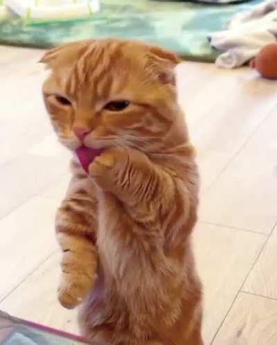 Where's my breakfast, hooman?