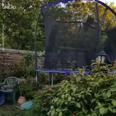 Dog really loves his new trampoline.