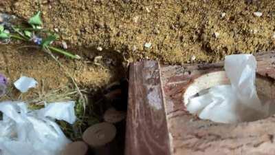 Just Queen Bea having a tiny wander! The new set up really seems to be the best one so far!