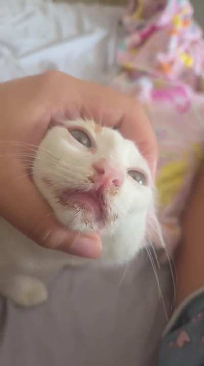 O que é isso no nariz da gata?