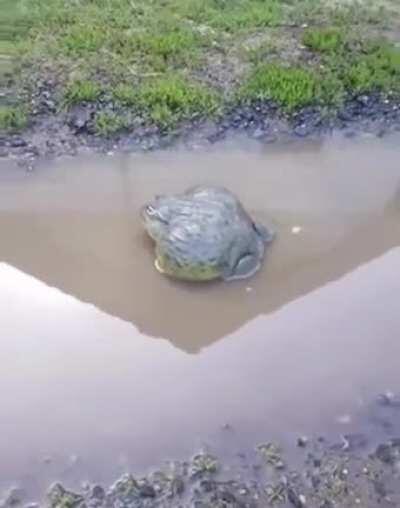 Confronting a bullfrog