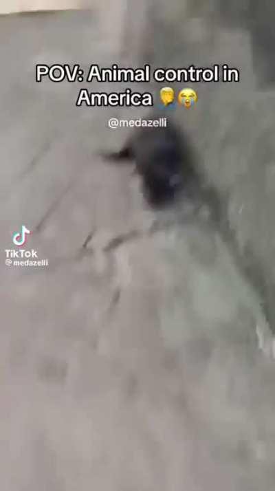 Animal control in USA