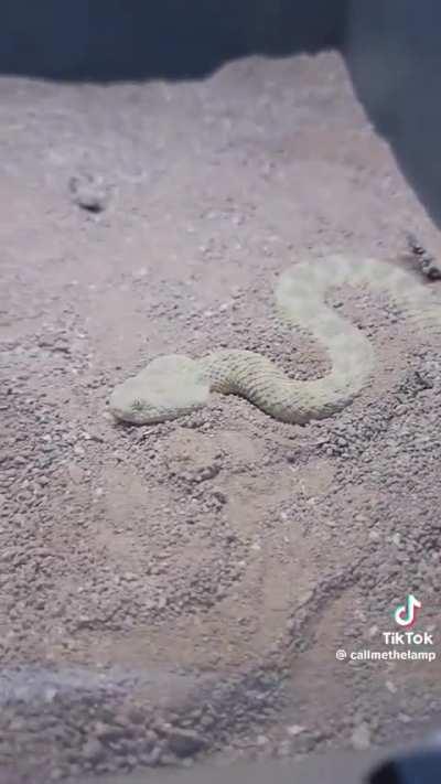 Spicy and Forbidden. I’d keep anti venom for every single ONE