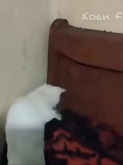 This looks like a job for...HANS!!