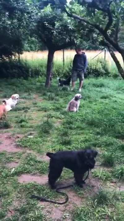 Introvert doggos meet-up