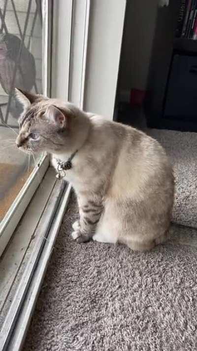 Perfect little squeaaaak for her bird friends