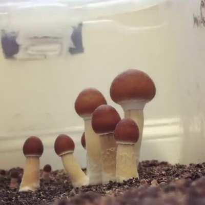 Do You Like Time-lapse Veil Breaks?