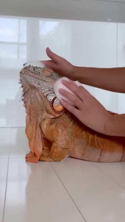 Mini pettable dinosaur