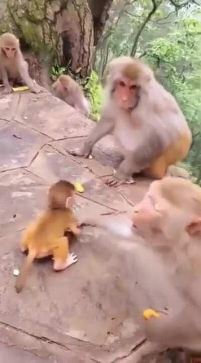Oldhead Monkey
