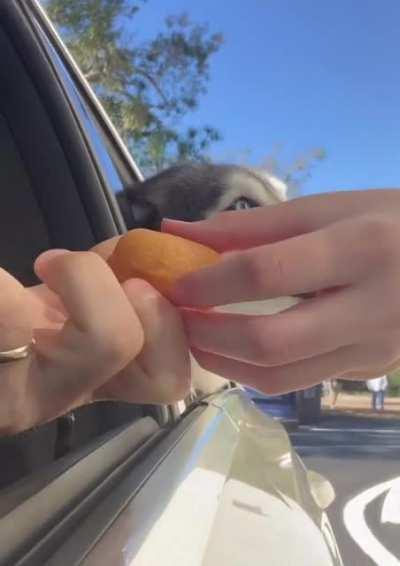 Husky got mad when his donut fell