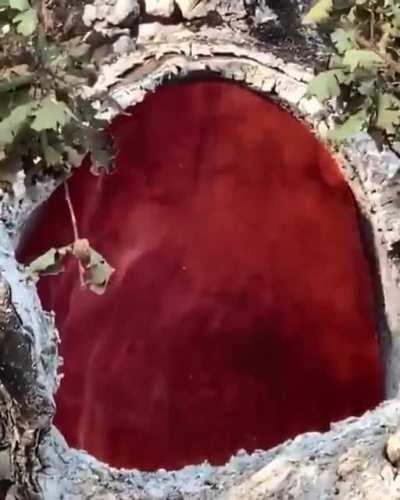 Fire burning inside of a tree due to a lightning strike.
